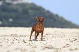 PINSCHER NAIN 056